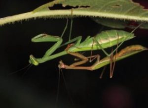 bọ ngựa l&agrave; số mấy